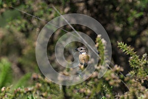 Female Stonechat close up