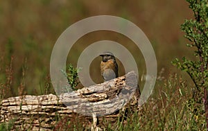 A stunning female Stonechat, Saxicola torquata, perched on a log in a meadow. It is hunting for insects to eat.