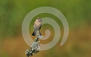 A pretty female Stonechat, Saxicola torquata, perched on top of a branch covered in lichen.