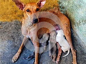 Female street dogs with pups pic