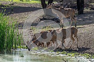 Female Strepsiceros drinking at a waterhole, Namibia