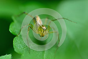 Female striped lynx spider (Oxyopes salticus)