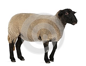 Female Suffolk sheep, Ovis aries, 2 years old photo