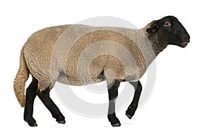 Female Suffolk sheep, Ovis aries, 2 years old