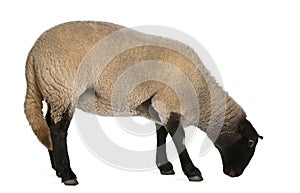 Female Suffolk sheep, Ovis aries, 2 years old