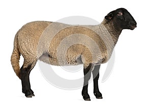 Female Suffolk sheep, Ovis aries, 2 years old