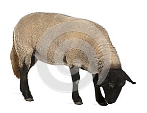 Female Suffolk sheep, Ovis aries, 2 years old