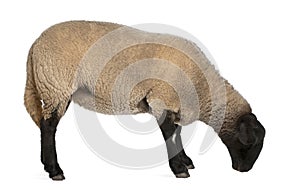 Female Suffolk sheep, Ovis aries, 2 years old