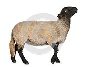 Female Suffolk sheep, Ovis aries, 2 years old