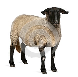 Female Suffolk sheep, Ovis aries, 2 years old photo