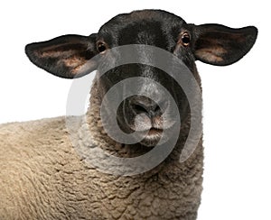 Female Suffolk sheep, Ovis aries, 2 years old