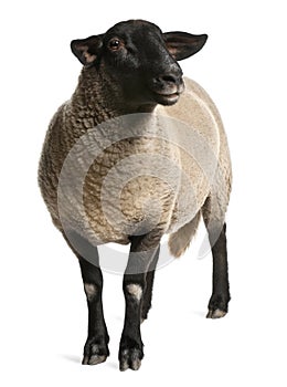 Female Suffolk sheep, Ovis aries, 2 years old