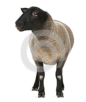 Female Suffolk sheep, Ovis aries, 2 years old photo