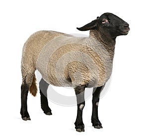 Female Suffolk sheep, Ovis aries, 2 years old photo