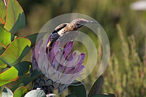 Female sugarbird feeding from a protea flower