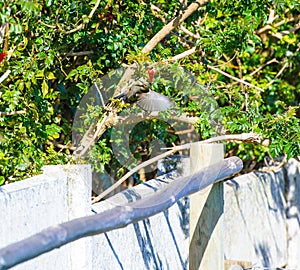 Female Sugarbird, Promerops cafer, with wing spread ready to fly