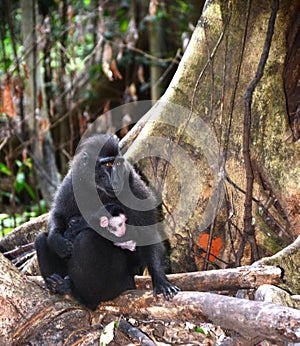 Female sulawesi crested macaque yaki, Macaca nigra, black monkey, and its baby sitting in the nature habitat.