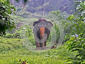 One Female Sumatran elephant, Elephas maximus sumatranus, standing in the rain in dense vegetation, Sumatra, Indonesia