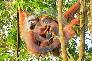 Female Sumatran orangutan with a baby hanging in the trees, Gunung Leuser National Park, Sumatra, Indonesia