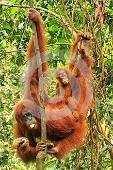 Female Sumatran orangutan with a baby hanging in the trees, Gunung Leuser National Park, Sumatra, Indonesia