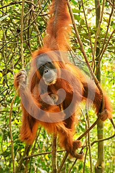 Female Sumatran orangutan with a baby hanging in the trees, Gunung Leuser National Park, Sumatra, Indonesia