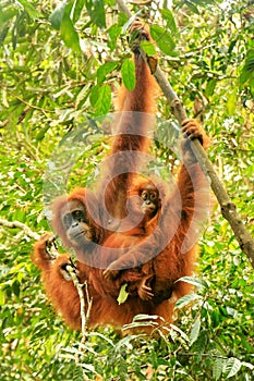 Female Sumatran orangutan with a baby hanging in the trees, Gunung Leuser National Park, Sumatra, Indonesia