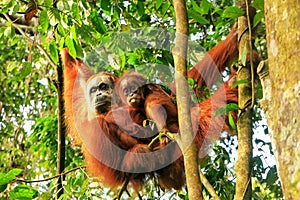 Female Sumatran orangutan with a baby hanging in the trees, Gunung Leuser National Park, Sumatra, Indonesia