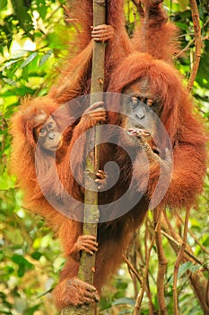 Female Sumatran orangutan with a baby sitting on a tree in Gunung Leuser National Park, Sumatra, Indonesia