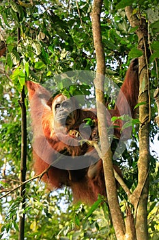 Female Sumatran orangutan with a baby sitting on a tree in Gunung Leuser National Park, Sumatra, Indonesia