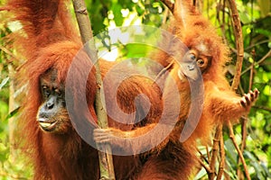 Female Sumatran orangutan with a baby sitting on a tree in Gunung Leuser National Park, Sumatra, Indonesia