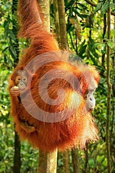 Female Sumatran orangutan with a baby sitting on a tree in Gunung Leuser National Park, Sumatra, Indonesia