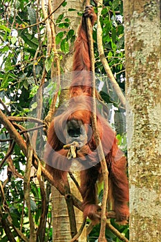 Female Sumatran orangutan eating in a tree, Gunung Leuser Nation