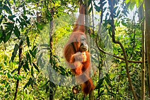 Female Sumatran orangutan hanging in the trees, Gunung Leuser Na