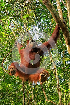 Female Sumatran orangutan hanging in the trees, Gunung Leuser Na