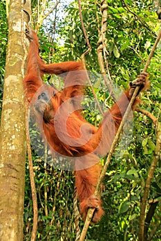 Female Sumatran orangutan hanging in the trees, Gunung Leuser Na