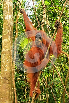 Female Sumatran orangutan hanging in the trees, Gunung Leuser Na