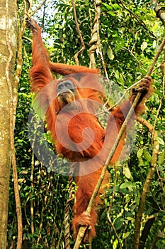 Female Sumatran orangutan hanging in the trees, Gunung Leuser National Park, Sumatra, Indonesia