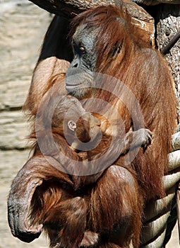 Female of Sumatran orangutan Pongo abelii with a baby