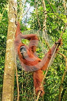 Female Sumatran orangutan hanging in the trees, Gunung Leuser Na photo