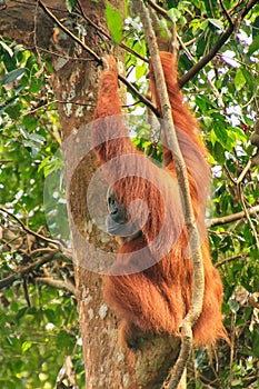 Female Sumatran orangutan sitting in a tree in Gunung Leuser Nat