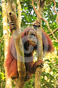 Female Sumatran orangutan sitting in a tree in Gunung Leuser Nat