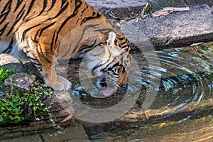 Female Sumatran Tiger drinking water from a pond