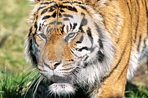 Female Sumatran Tiger. Endangered Animal