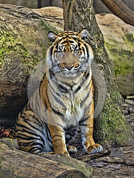 female, Sumatran Tiger, Panthera tigris sumatrae, observes the work of the photographer