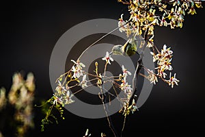 Female sunbird nectaring