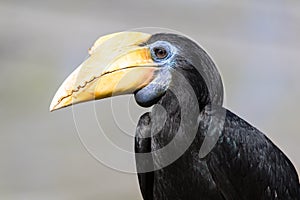 Female Sunda wrinkled hornbill - Rhabdotorrhinus corrugatus photo