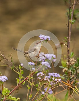 Female superb fairy wren (Malurus cyaneus)