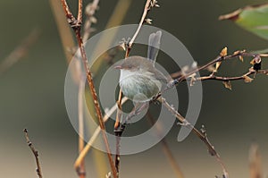 Female Superb Fairywren perched in a bush photo