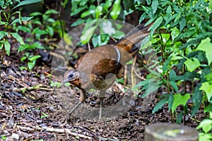 Female Superb Lyrebird (Menura novaehollandiae) hiding in the bush, Queensland, Australia