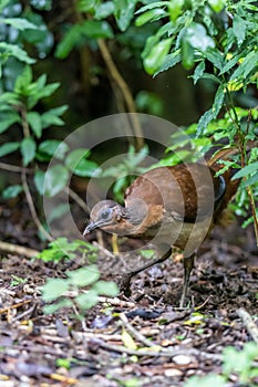 Female Superb Lyrebird (Menura novaehollandiae) hiding in the bush, Queensland, Australia